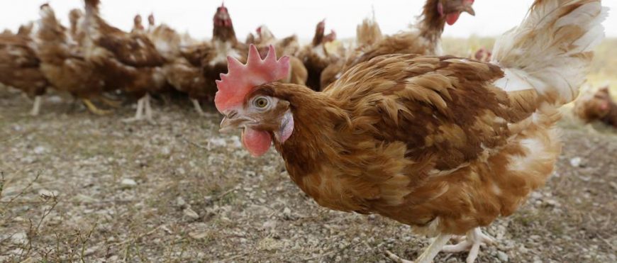 Caso de gripe aviar obliga a matar a 5.3 millones de pollos en Iowa