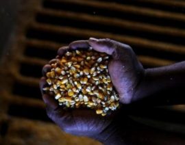 Brasil aumenta las exportaciones de maíz y trigo a medida que se intensifica la crisis de Ucrania