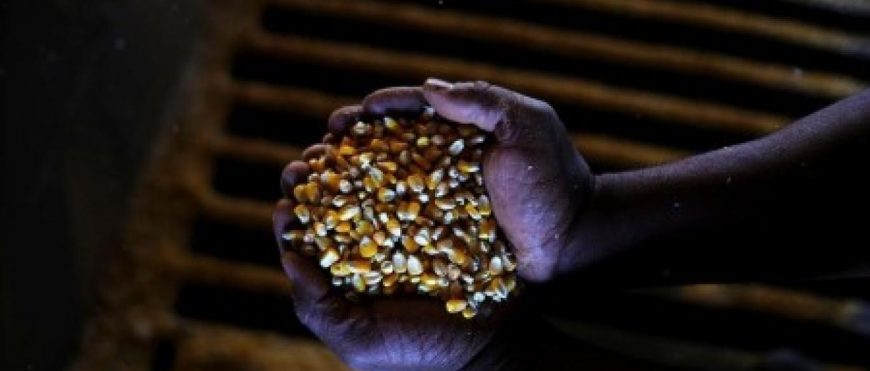 Brasil aumenta las exportaciones de maíz y trigo a medida que se intensifica la crisis de Ucrania