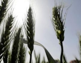 Egipto prohíbe la exportación de algunos productos básicos, incluido el trigo, durante tres meses