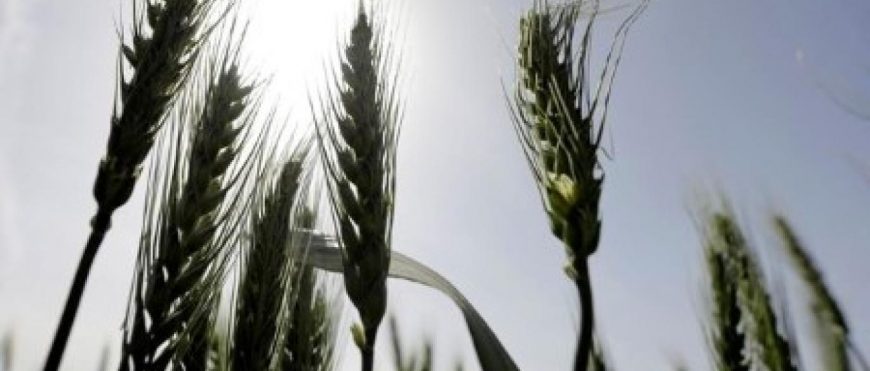 Egipto prohíbe la exportación de algunos productos básicos, incluido el trigo, durante tres meses