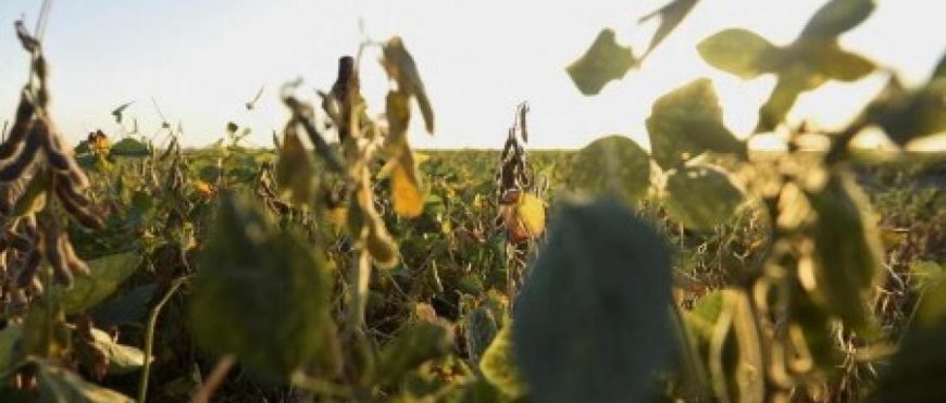 Estimación para cosecha de soya en Argentina podría caer por heladas