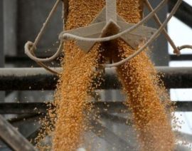 Exportaciones de maíz de Brasil en septiembre desde Paranagua se disparan