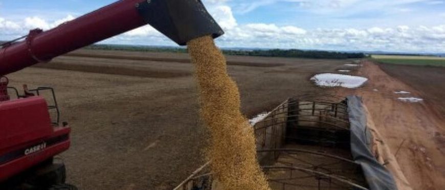 Productores de soya de Brasil siembran el 34% del área obligados a replantar en algunos lugares en medio del mal tiempo