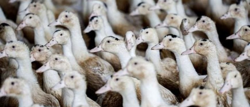 Francia en alerta «máxima» por gripe aviar tras detectarse nuevos casos