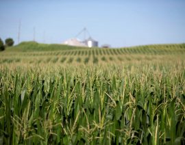 Grupos agrícolas estadounidenses instan a sembrar en tierras protegidas mientras la guerra corta el suministro de Ucrania