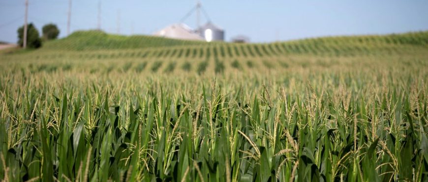 Récord de ventas de maíz y soya en Estados Unidos para el próximo año señal de fuerza de la demanda