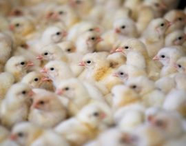 Más de 13 millones de aves de corral sacrificadas en Francia debido a la gripe aviar