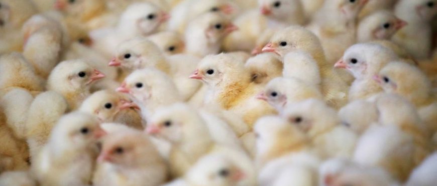 Más de 13 millones de aves de corral sacrificadas en Francia debido a la gripe aviar
