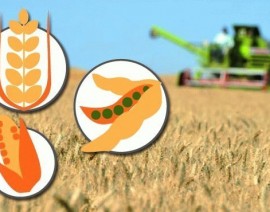 Chicago: suben precios agrícolas antes del informe del USDA