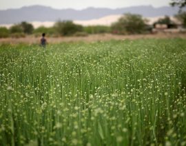 México impulsará producción de fertilizantes para apoyar a agricultores locales