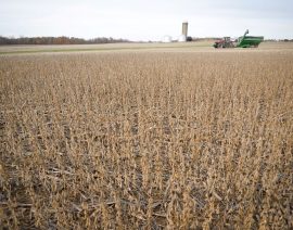 Desaceleración en ventas de maíz y soya en Estados Unidos podría presionar las perspectivas de exportación