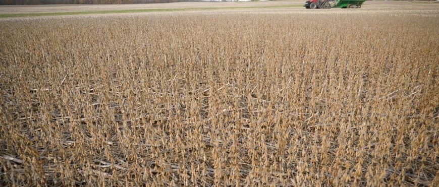 Desaceleración en ventas de maíz y soya en Estados Unidos podría presionar las perspectivas de exportación