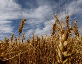 Brasil cosechará más trigo independientemente de los transgénicos
