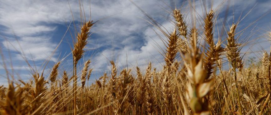 Brasil cosechará más trigo independientemente de los transgénicos