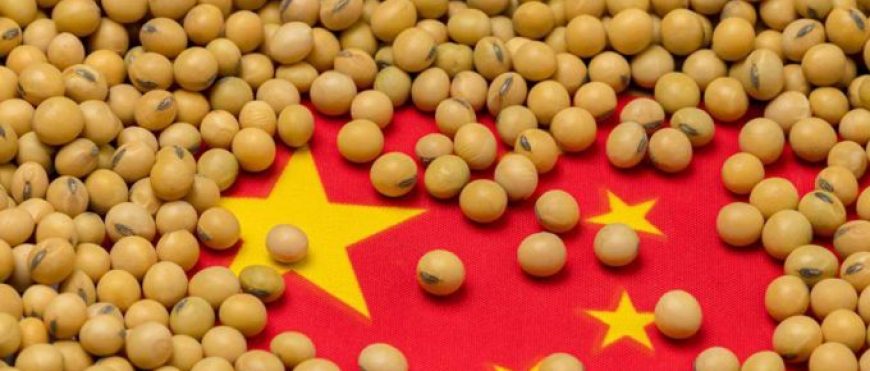 La seguridad alimentaria impulsa a China a reducir el uso de harina de soya en la alimentación animal