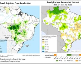 Maíz de Brasil: se anticipa producción y área récord para Safrinha