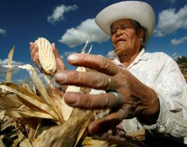Los legisladores mexicanos impulsan una prohibición más amplia de pesticidas