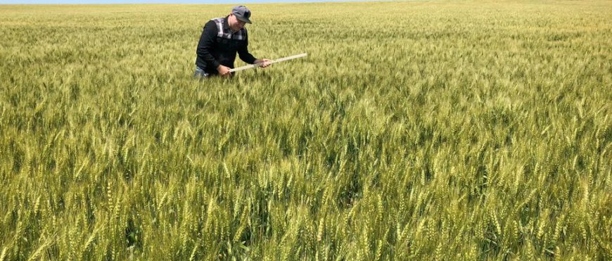 Los cultivos de cereales franceses sufren a medida que la ola de calor empeora la sequía