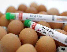 La gripe aviar afecta a las vacas lecheras, las gallinas y los humanos de Texas a medida que los patos migran