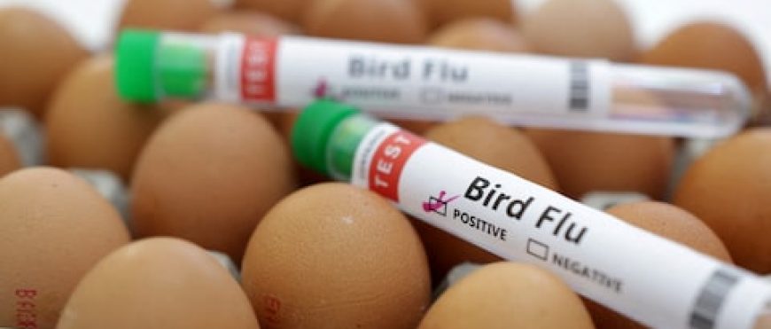 La gripe aviar afecta a las vacas lecheras, las gallinas y los humanos de Texas a medida que los patos migran