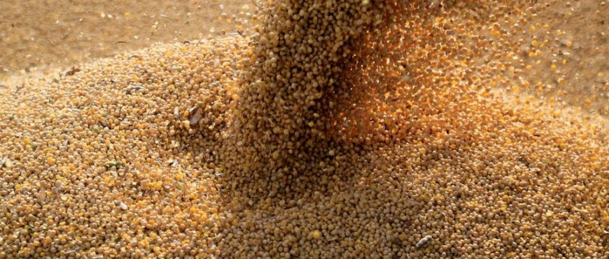 El gigante de la soya y maíz Brasil se prepara para expandir su presencia en el comercio mundial de trigo