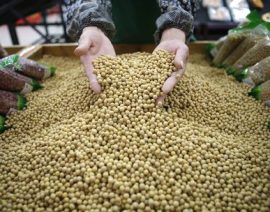 China firma acuerdos de exportación de soya en EE.UU., pero no está claro si las ventas seguirán