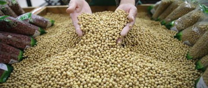 China firma acuerdos de exportación de soya en EE.UU., pero no está claro si las ventas seguirán