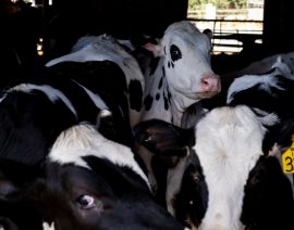 El USDA confirma que la transmisión de vaca a vaca es un factor en la propagación de la gripe aviar