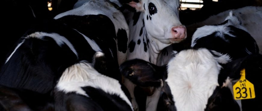 El USDA confirma que la transmisión de vaca a vaca es un factor en la propagación de la gripe aviar