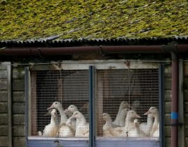Dos nuevas vacunas contra la gripe aviar son efectivas en el laboratorio holandés