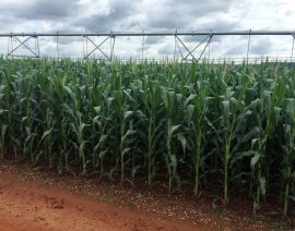 Clima seco en Brasil, perspectivas de cosecha de maíz abundante