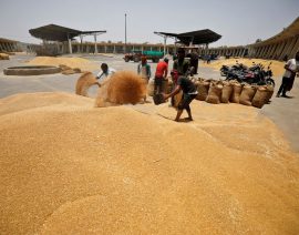 Lo que significa el giro en U de la India en las exportaciones de trigo para los mercados mundiales