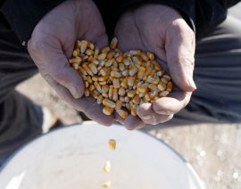 México espera pruebas de EE.UU. de que el maíz transgénico es seguro para su gente