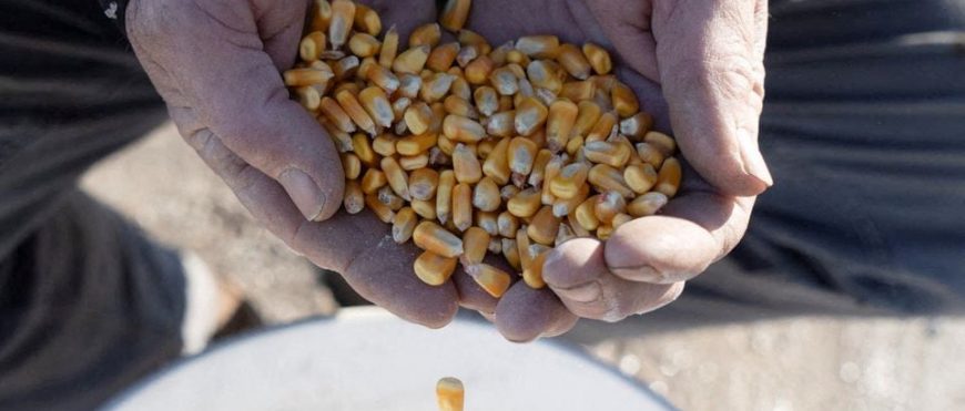 México espera pruebas de EE.UU. de que el maíz transgénico es seguro para su gente