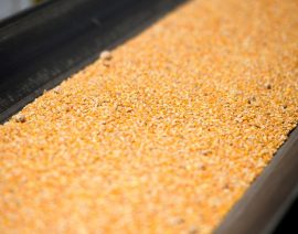 Agricultores estadounidenses instan a Washington a desafiar la inminente prohibición de México sobre el maíz transgénico
