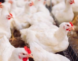La demanda mundial de pollo aumentará en un 47% para 2030, dice BRF