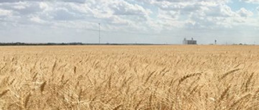 ¿Qué significa el conflicto en Ucrania para el trigo Estadounidense?