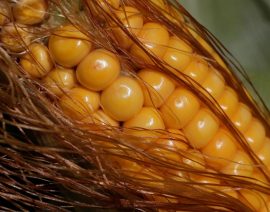 Las pérdidas de exportación dan a Ucrania margen de maniobra en su próxima cosecha de maíz