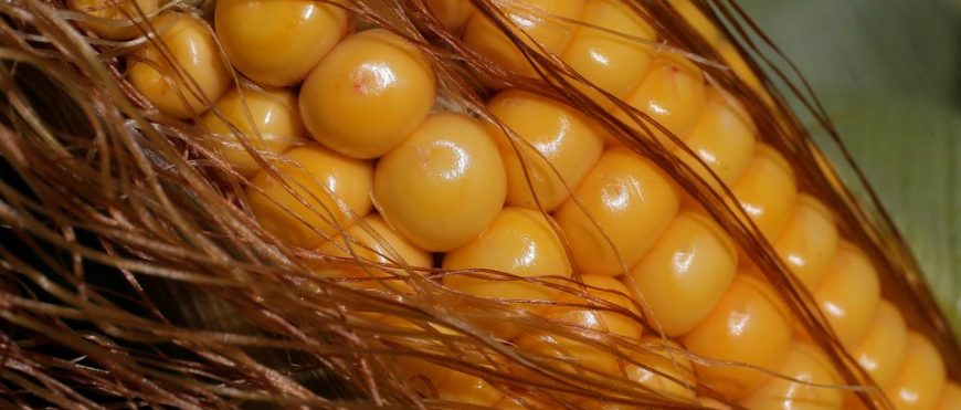 Estados Unidos desafía el plan de México de eliminar gradualmente las importaciones de maíz de semillas transgénicas
