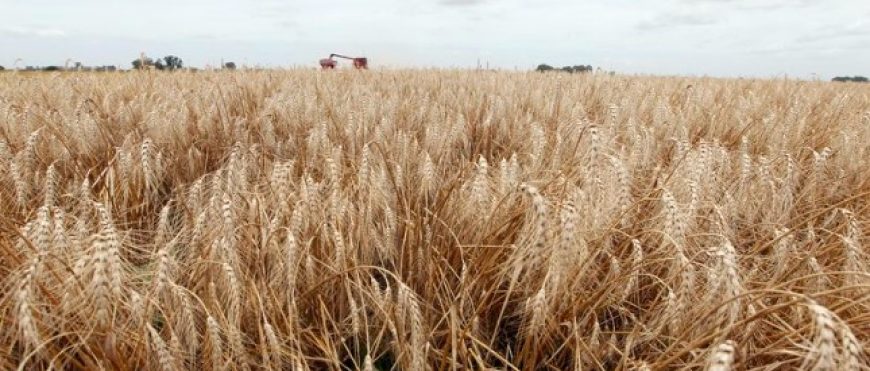 Las granjas argentinas afectadas por la sequía verán un clima más seco en los próximos días