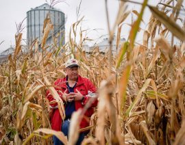 Los agricultores estadounidenses planean aumentar la superficie de maíz en 2023