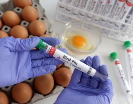 La gripe aviar se propaga a nuevos países