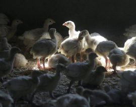 Los casos de gripe aviar impulsan a Iowa a limitar el movimiento de aves vivas