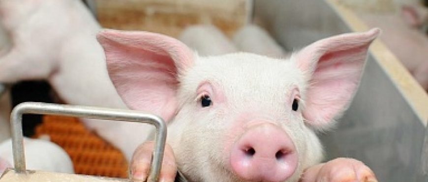 Los criadores de cerdos de China se enfrentan a importantes ajustes de costos.