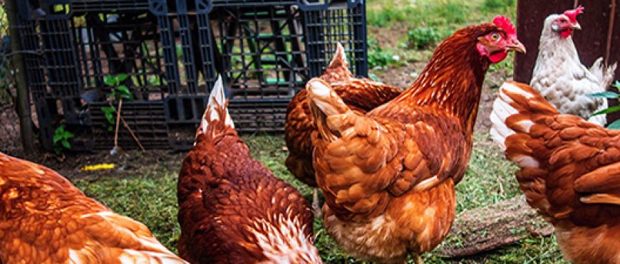 USDA confirma influenza aviar altamente patógena en Wisconsin