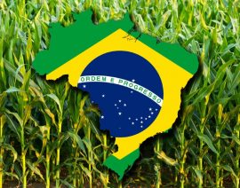 El clima seco de Brasil da un gran impulso a la segunda cosecha de maíz