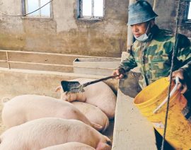Pérdidas notificadas en el sector porcino chino