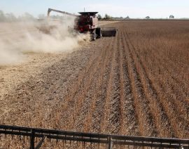El aumento de la molienda de soya en Estados Unidos se enfrentará a los suministros argentinos en 2025