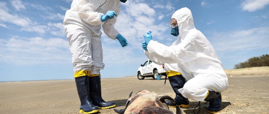 La cepa de gripe aviar hace saltar las alarmas mientras el virus H5N1 mata la vida silvestre de América del Sur